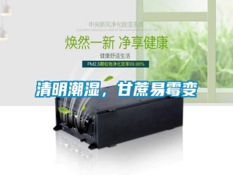 知識百科清明潮濕，甘蔗易霉變