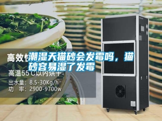 知識(shí)百科潮濕天貓砂會(huì)發(fā)霉嗎，貓砂容易濕了發(fā)霉